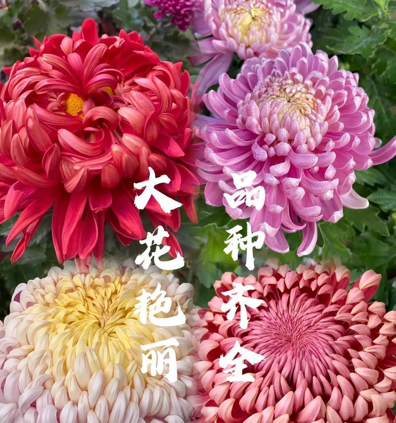 菊花的花语有哪些含义？如何通过菊花表达情感？