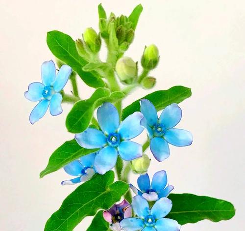 蓝星花的花语有哪些寓意？