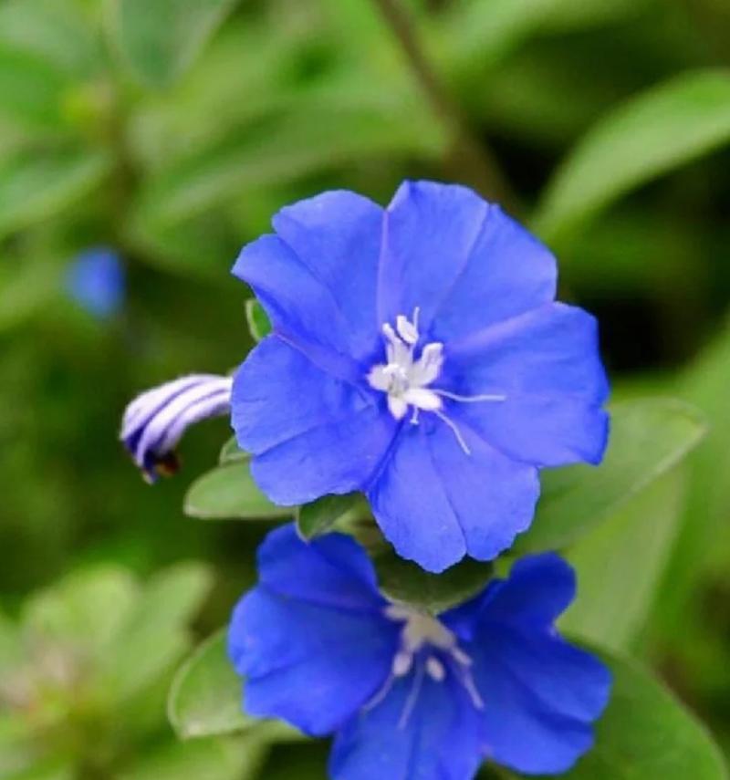 蓝星花的花语有哪些寓意？