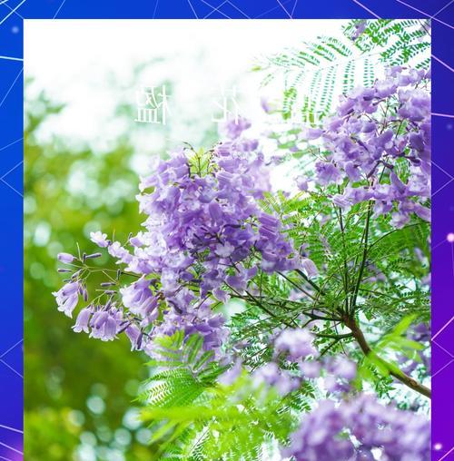 盛开的蓝花楹花语是什么？它象征着什么？