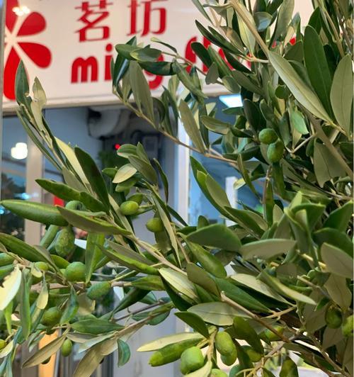 橄榄树的花语和寓意代表了什么？