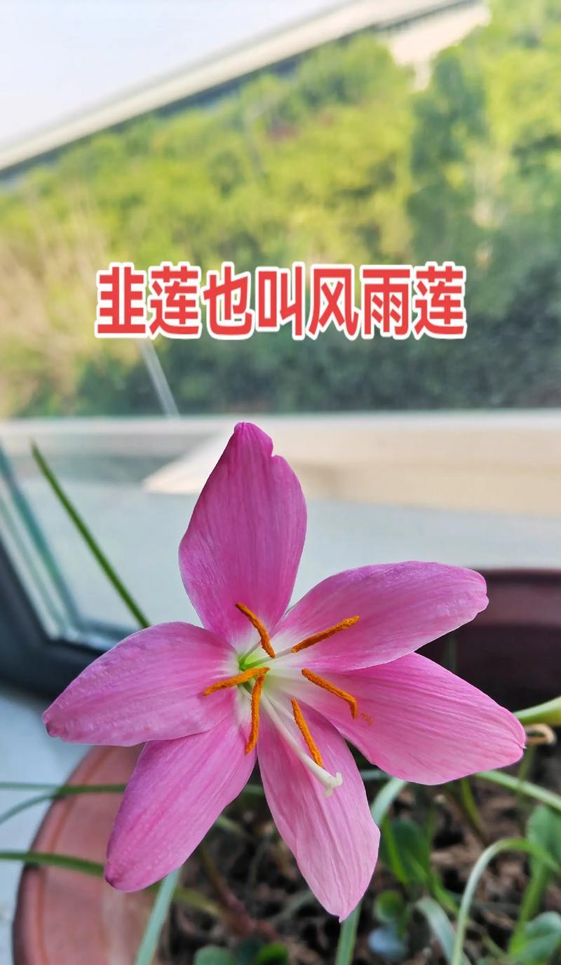 勇敢前行的花语具体指什么？
