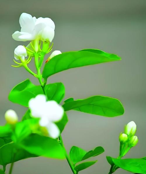 哪种花的花语表达了想去远方的愿望？