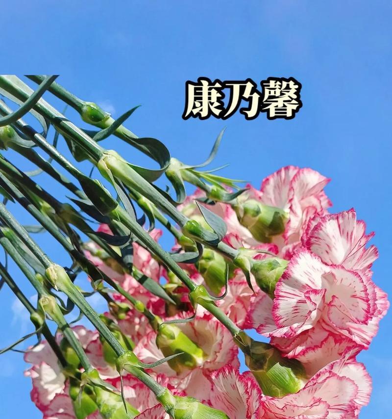 康乃馨伊人的花语代表什么？康乃馨的含义是什么？
