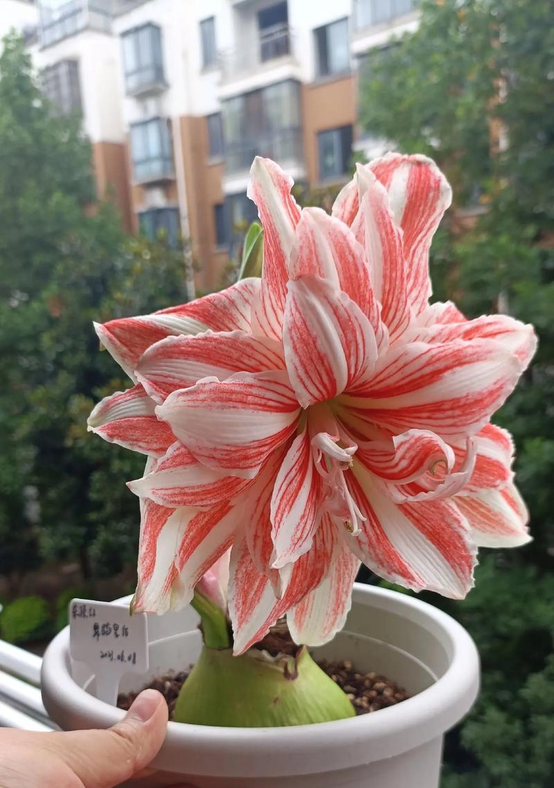 糖果皇后朱顶红的花语有何深意？