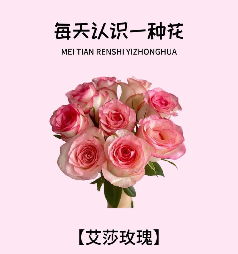 粉雪山玫瑰15朵花语是什么？表达爱意的特别方式？