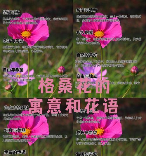 幸福是陪在身边的花语是什么？这个花语有何寓意？