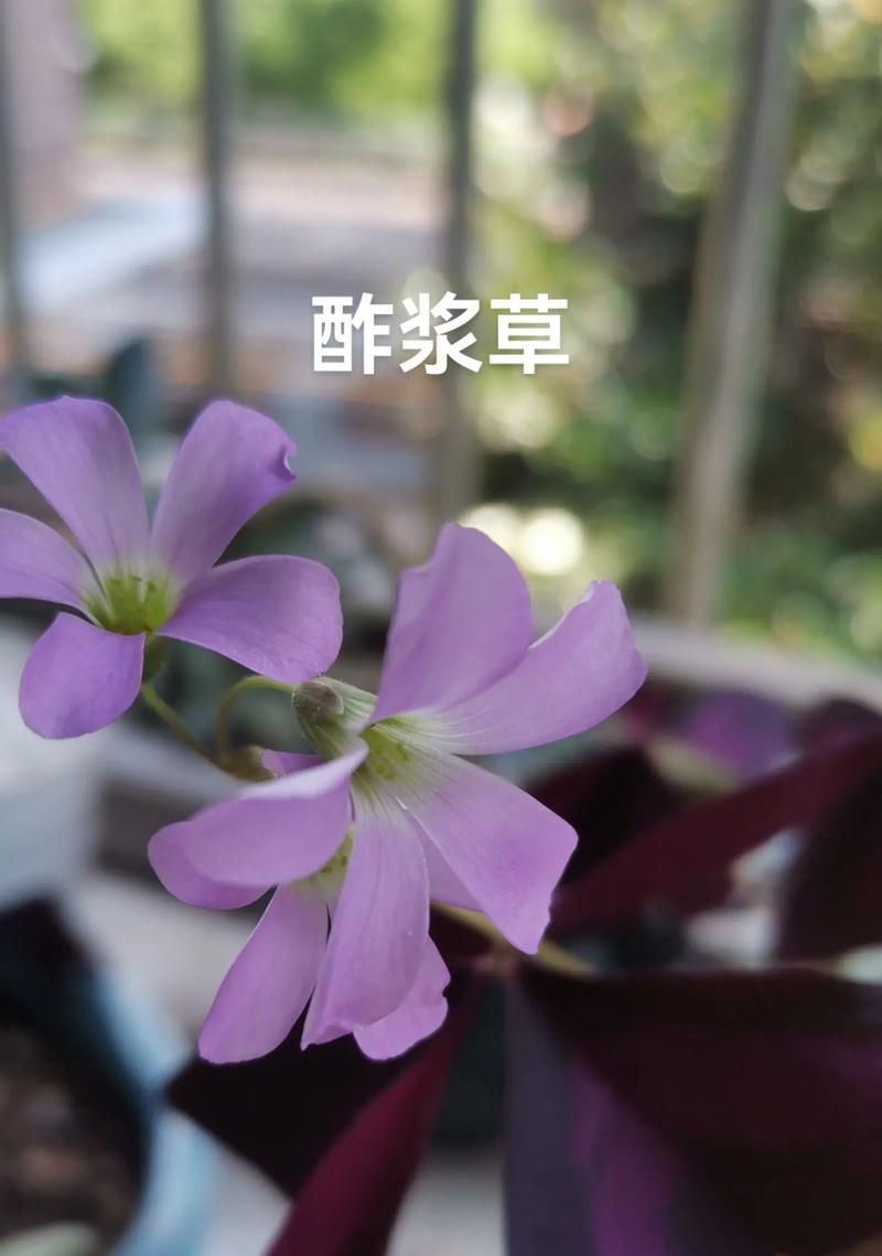 幸福是陪在身边的花语是什么？这个花语有何寓意？