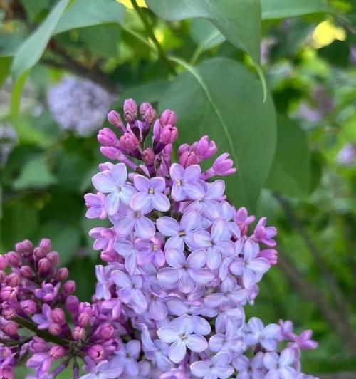 祭日时送什么花合适？花语表达了怎样的情感？