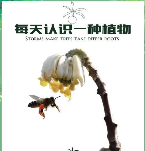 什么树的花语代表传承和平？哪种树的花语象征着和平与传承？