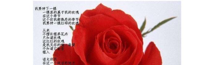 喷绘玫瑰花花语是什么？艺术与自然结合的花语表达？