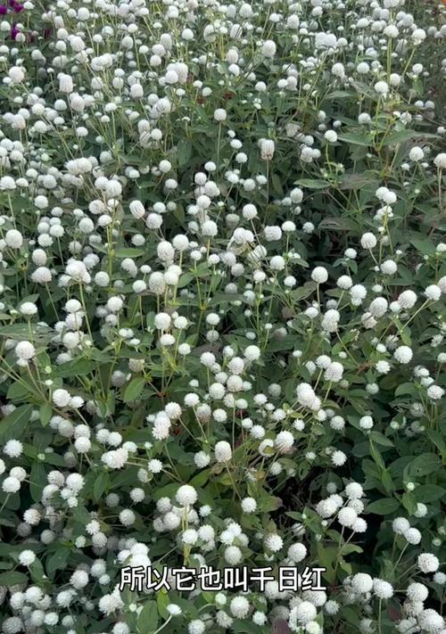 没有任何附加意义的花语代表什么？这种花语有何特点？