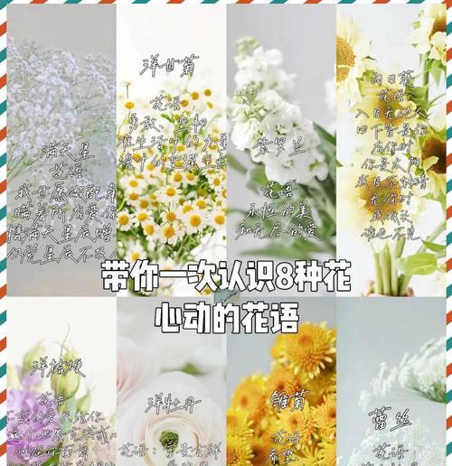 没有任何附加意义的花语代表什么？这种花语有何特点？