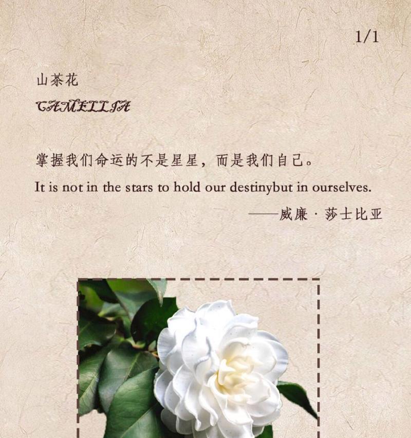 白山茶花的花语含义是什么？