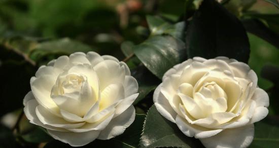 白山茶花的花语含义是什么？