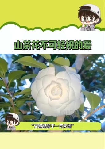 白山茶花的花语含义是什么？