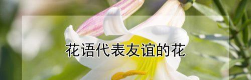 哪种花的花语代表陪伴？