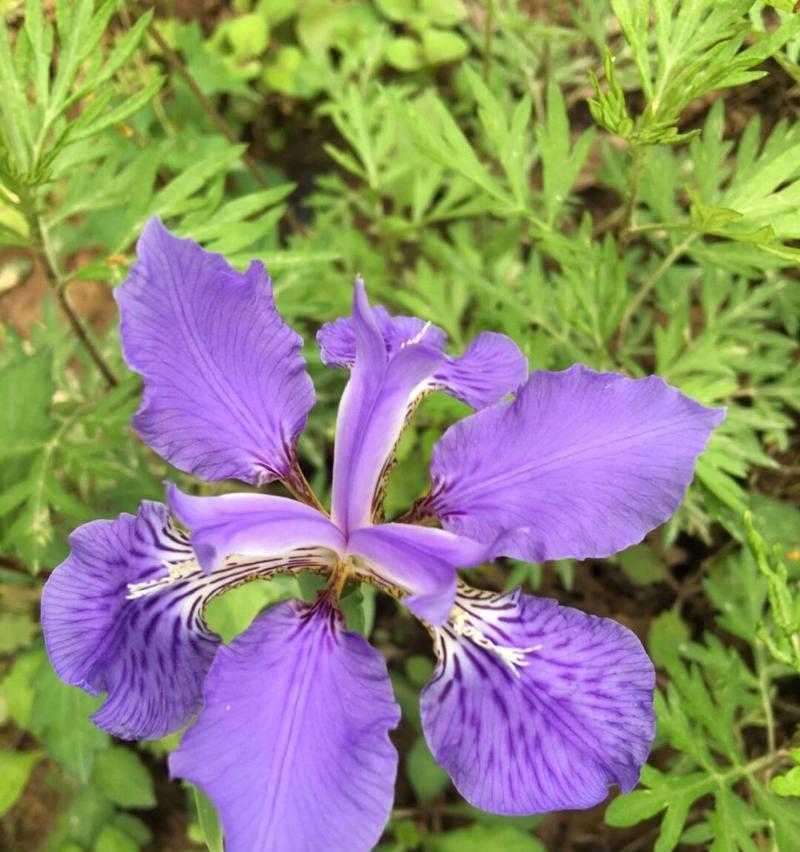 哪种花的花语代表陪伴？