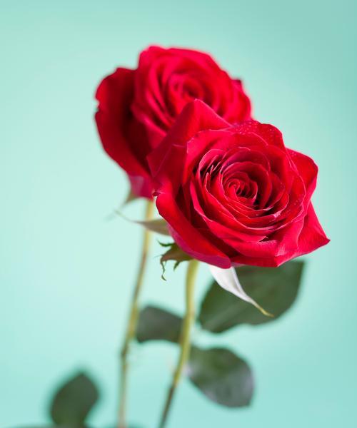 送21朵粉玫瑰花代表什么？粉玫瑰花语是什么含义？