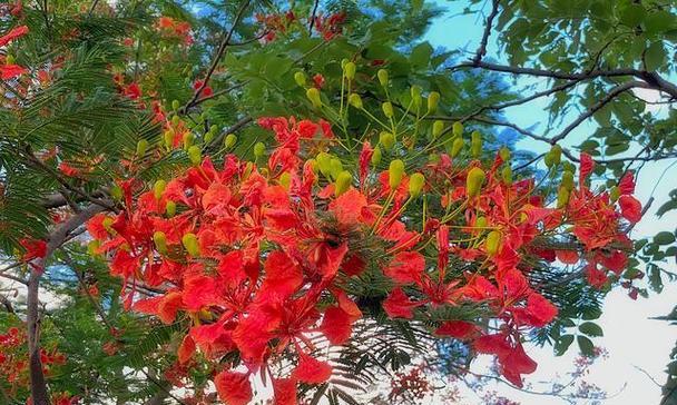 红色星星花的花语代表什么？它在花卉语言中传递了哪些信息？