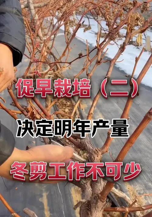 玫瑰花春季修剪的最佳时机与护理方法