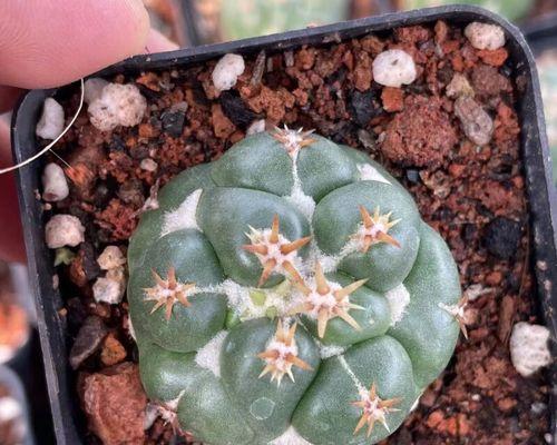 象牙仙人球开花时机及养护技巧详解
