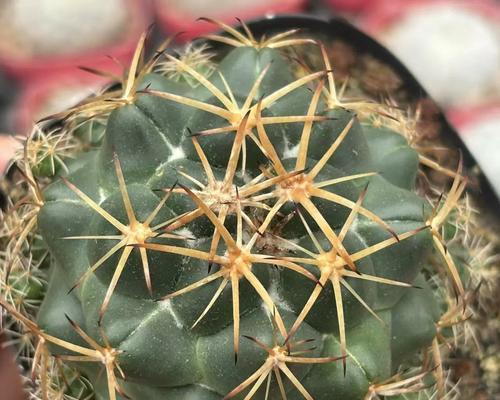象牙仙人球开花时机及养护技巧详解