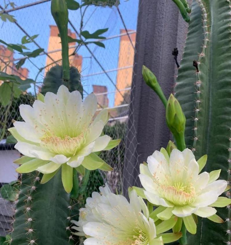 象牙仙人球开花时机及养护技巧详解