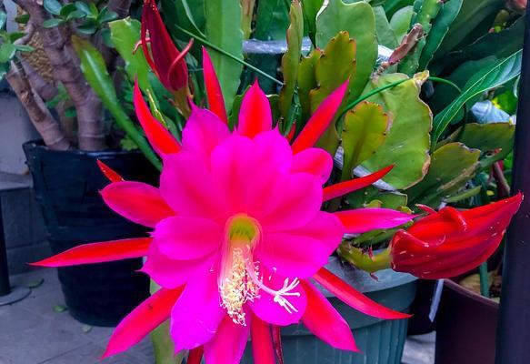 仙人掌花与红花有何不同？仙人掌花的养护技巧有哪些？