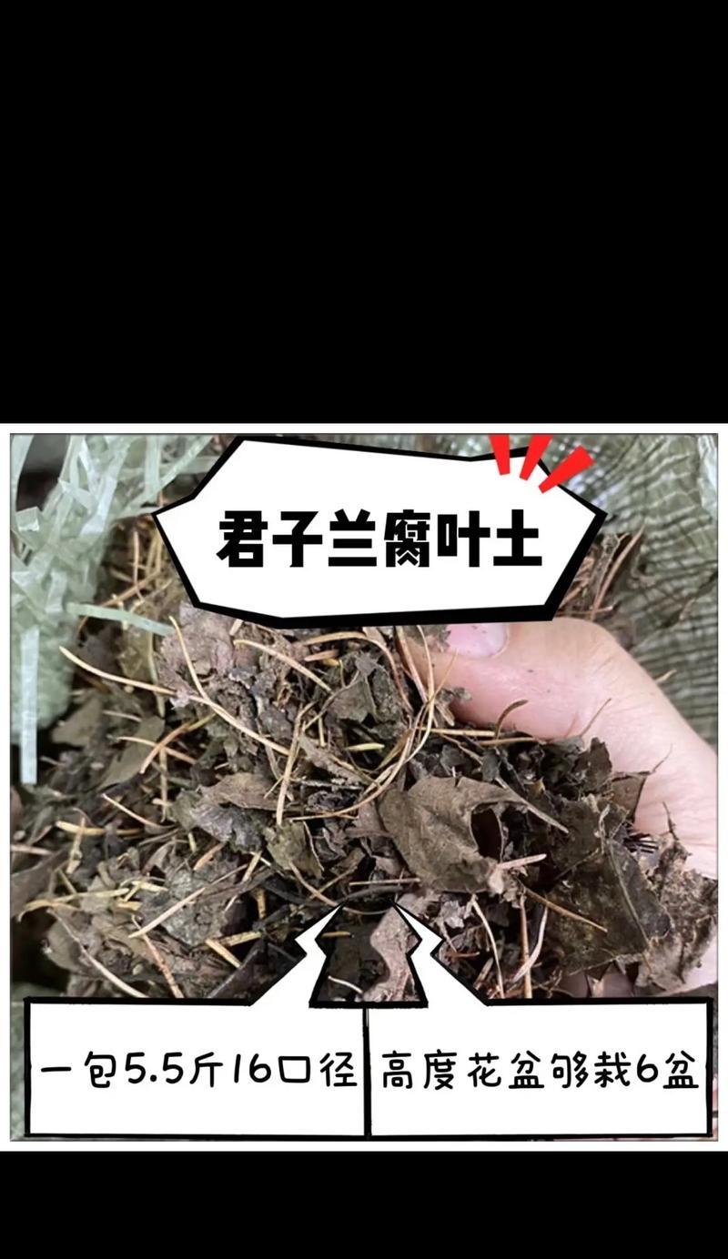 君子兰使用松针叶土好吗？如何正确养护？