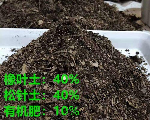 君子兰使用松针叶土好吗？如何正确养护？