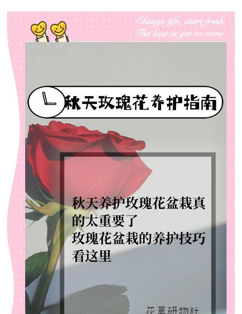 长盆种植玫瑰花的步骤和注意事项
