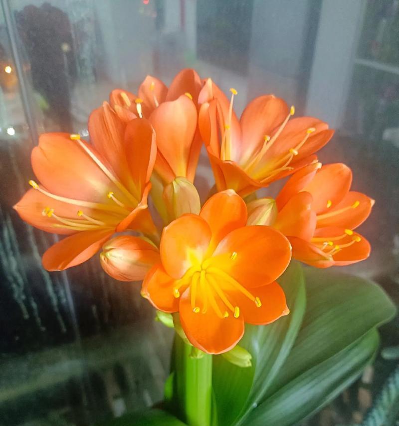 虎斑彩色君子兰开花的秘诀是什么？