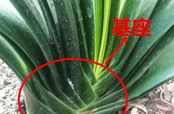 虎斑彩色君子兰开花的秘诀是什么？
