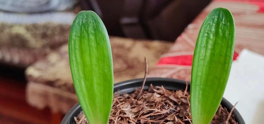 君子兰开花芽子发黑的可能原因有哪些？如何预防和处理？