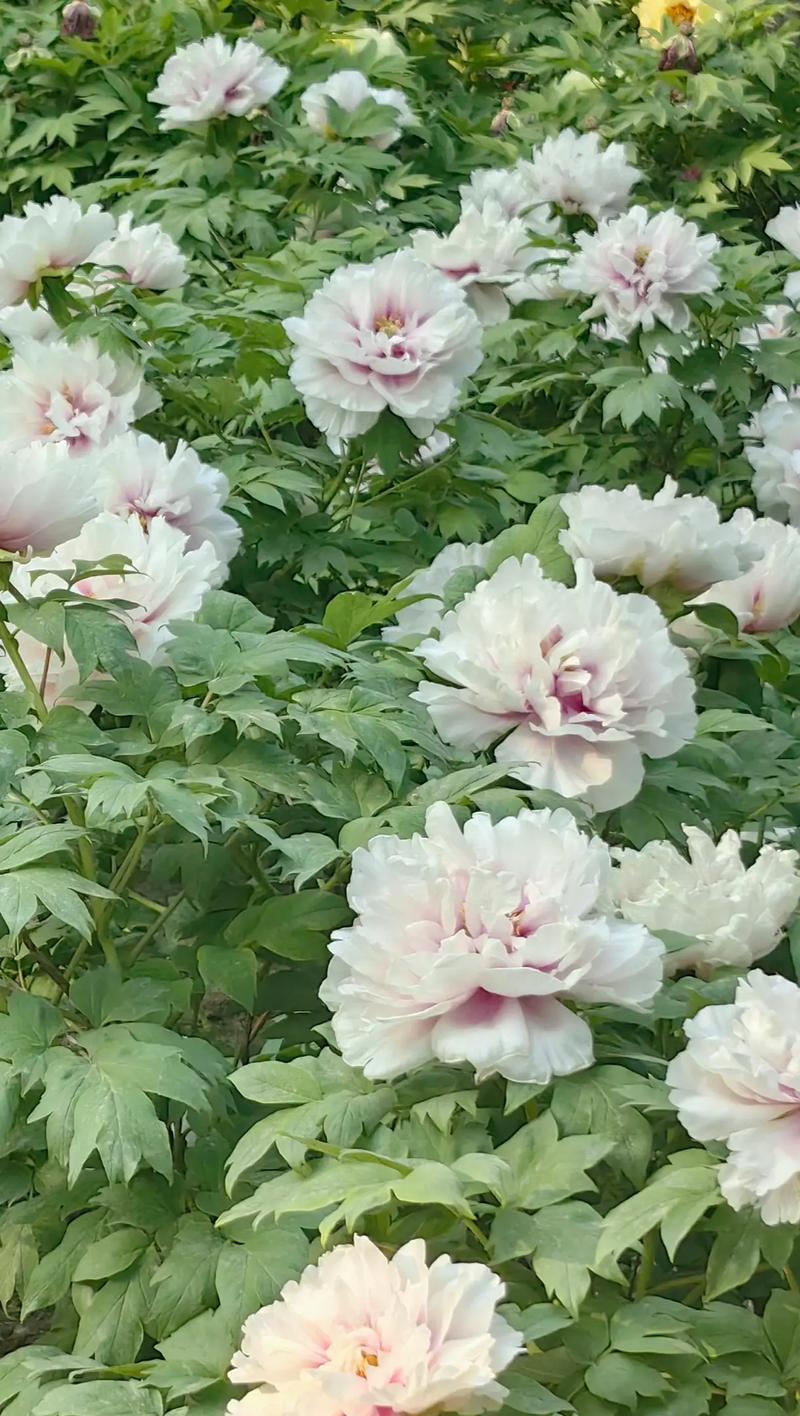 牡丹花怎么开花旺？促进牡丹花旺盛开花的方法是什么？