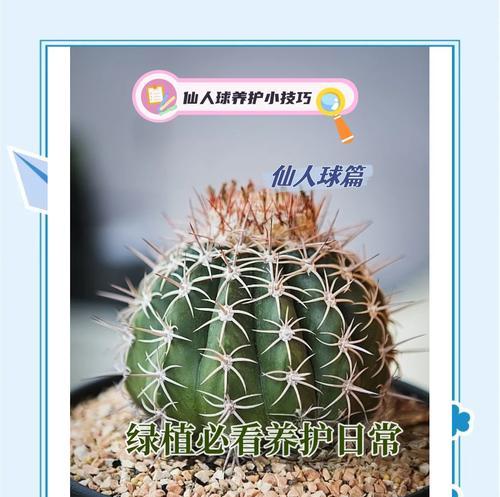 仙人球真的不需要浇水吗？原因是什么？