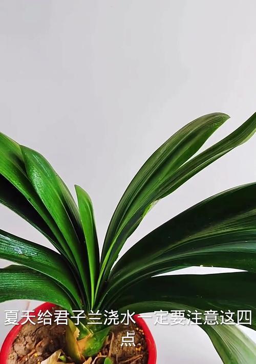 君子兰小绿植的养护与浇水技巧
