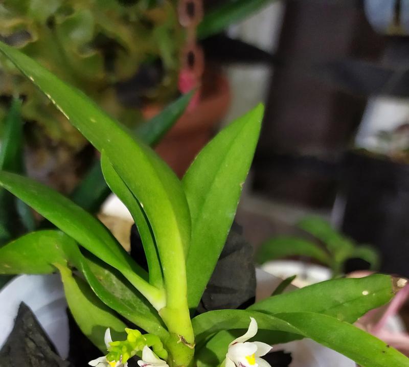 君子兰小绿植的养护与浇水技巧
