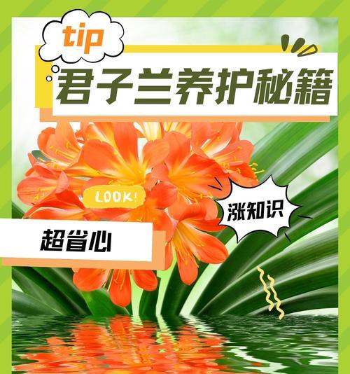 君子兰小绿植的养护与浇水技巧