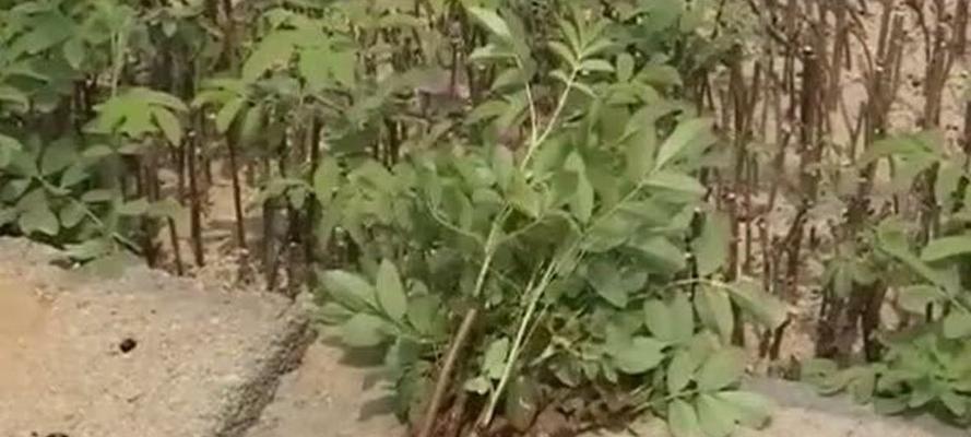 玫瑰花栽培全攻略：步骤与细节的完美结合