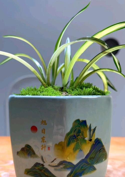 金黄色的兰花品种：光芒中的珍品与特性深度解析