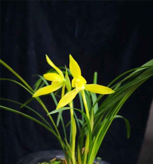 金黄色的兰花品种：光芒中的珍品与特性深度解析