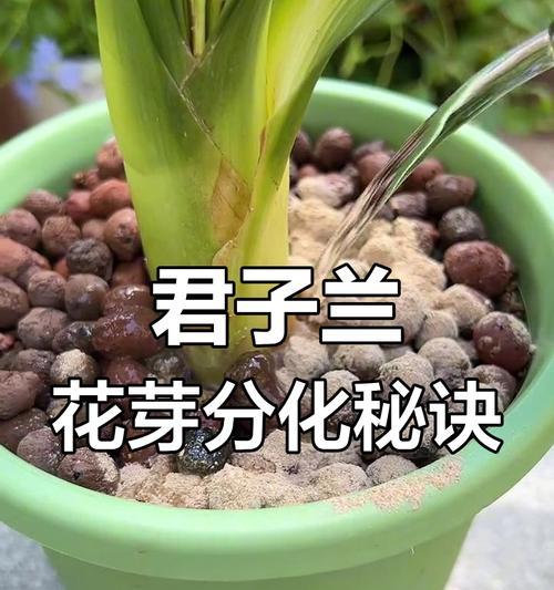 君子兰不开花全是幼苗应该怎么办？如何促进开花？