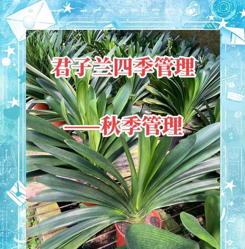 君子兰苑都的养殖方法有哪些？如何保持健康生长？