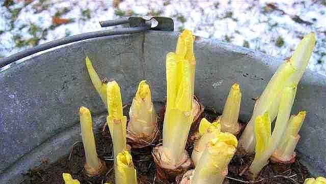 水晶沙种植君子兰的步骤是什么？