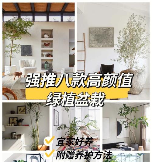热水塘玫瑰花的正确养护方法是什么？