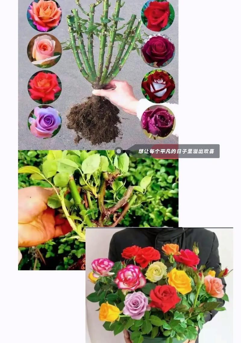 断头玫瑰花小苗如何恢复生长？