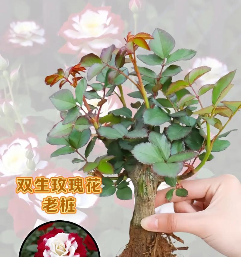 断头玫瑰花小苗如何恢复生长？