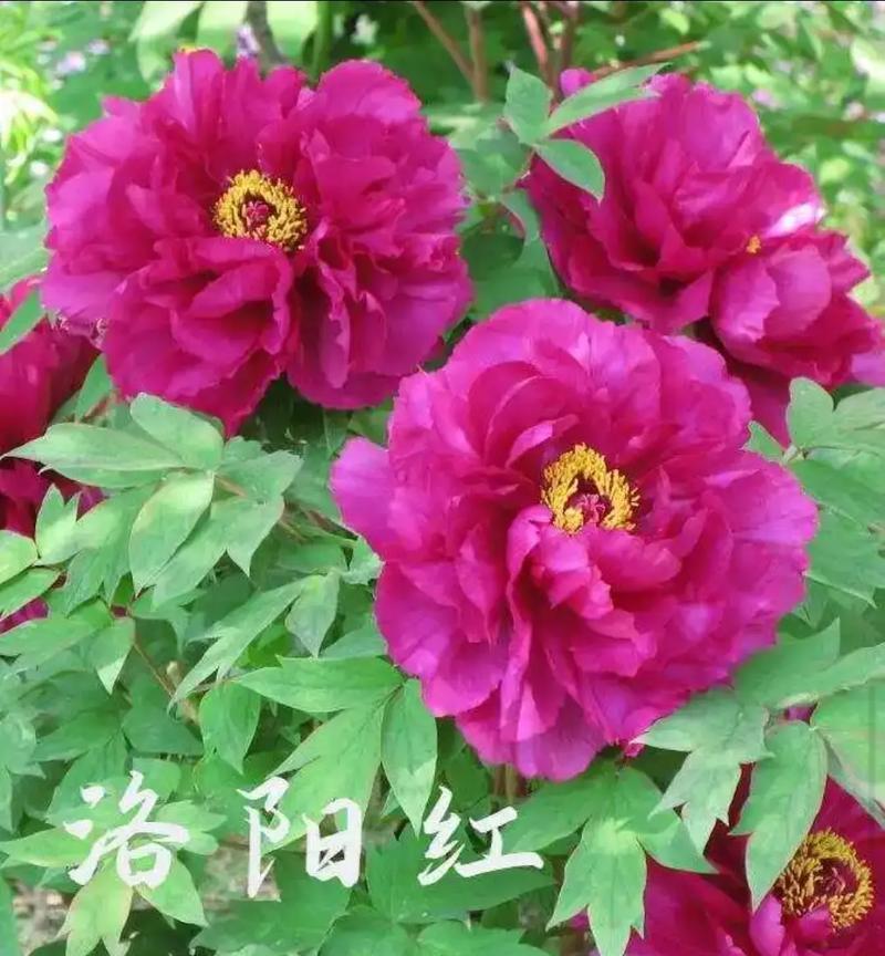 蓝金色牡丹花的养护要点是什么？如何确保花开富贵？